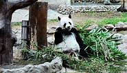 Download Giant Panda eating bamboo  for free