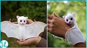 Cutest Bat In The World | HONDURAN WHITE BAT