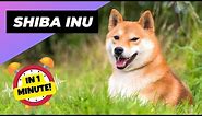Shiba Inu 🐶 One Of The Most Popular Dog Breeds In The World | 1 Minute Animals