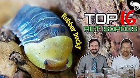 Top 5 Pet Isopods (oh, make that 16!)