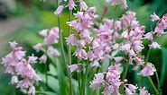 Pink Spanish Bluebells, Hyacinthoides | American Meadows