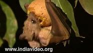Short-nosed fruit bat India
