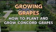 How to Plant and Grow Concord Grapes