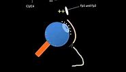 Eye Movements on EEG