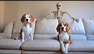 Scary Skeleton Vs Dogs : Funny Halloween Prank