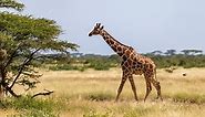 The Tallest Giraffe Ever Recorded