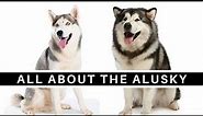 Everything You Need to Know About The Alusky