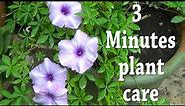 3 Minutes Summer Flower Garden Vine Name and Care | Ipomoea cairica – Railway Creeper Vine