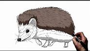 How To Draw A Hedgehog | Step By Step |