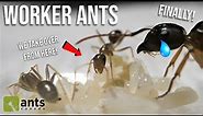 A Queen Ant REACTS To Her First Worker Ants
