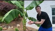 How to Grow Bananas - Complete Monthly Guide