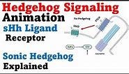 Hedgehog signaling pathway | Sonic Hedgehog protein Hh