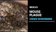 Worsening NSW mouse plague now an 'economic and public health crisis' | ABC News