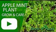 Apple mint plant – grow, care & EAT (Mentha suaveolens)