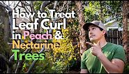 How to Treat Leaf Curl in Peach and Nectarine Trees