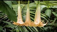 The Dangers of ‘Angel's Trumpet': What to Know About The TOXIC Plant Native to Florida