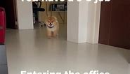 9 to 5 life#pomeranian #dogsofmanila #dogs #funny #meme #officehumor #officelife #humortiktok #doglover #cutedog #cutepomeranian #petslover | Toby Pomeranian