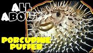 All About The Porcupine Pufferfish | PUFFED UP