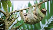 Super Cute Cuddling Mother and Baby Sloth