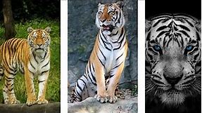 Amazing Tiger Wallpaper Collection - Unique & High-Definition Images