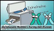 Chromosome Numbers During Division: Demystified!