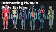 Interacting Human Body Systems