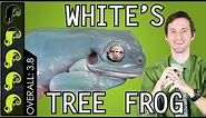 White's Tree Frog, The Best Pet Amphibian?