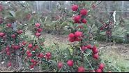 Red chief Apple orchard