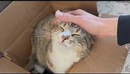 Cute Cat Purring in a Cardboard Box | Instant Relief from Stress and Anxiety | Her Face at the End!