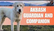 Akbash Dog - Breed Information & Characteristics