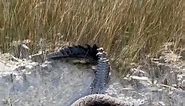 American Alligator Eating a Burmese Python