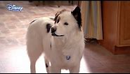 Dog With A Blog - Stan Has Puppies - Official Disney Channel UK HD