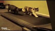 Cats on a Treadmill