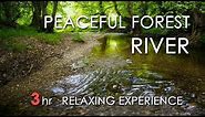 Relaxing River Sounds - Peaceful Forest River - 3 Hours Long - HD 1080p - Nature Video