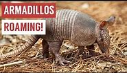 Playful Baby Armadillo Compilation!