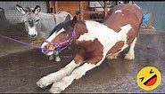 Horses Being Dramatic & Weird For 15 Minutes - Funniest and Cutest Horse Compilation 2023