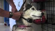 How to fit an Electronic Dog Collar