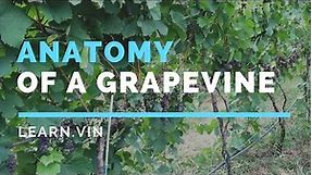 Making Wine: In the Vineyard | Anatomy of a Grapevine