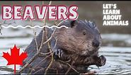 Beavers - Learn about Animals - Educational Video for Kids - Animals in Canada - Canadian English