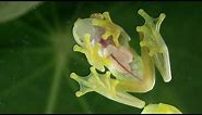 This Glass Frog Has Translucent Skin to Help With Camouflage