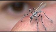 NANO SPY ROBOT Mosquito Drone from U S Military