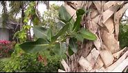 Ficus aurea Florida Strangler Fig