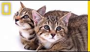 Rescued Scottish Wildcat Kittens Among Last of Their Kind | National Geographic