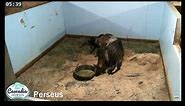 Endangered breed Caspian horse Perseus gives birth to pure black Caspian colt Cascadia Bucephalus