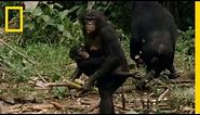 Bonobo: the Female Alpha | National Geographic