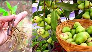 How to grow water apple from cuttings with 100% success