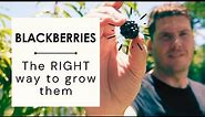 How to grow Blackberries & maximising blackberry fruit production