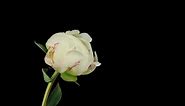 White rose blooming on black background - Free Stock Video