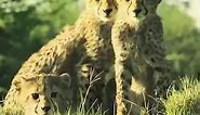 #leopard #wildlife #leopardprint #nature #animals #wildlifephotography #bigcats #fashion #safari #animal #cat #africa #cats #photography #tiger #bigcat #leopards #love #lion #wild #naturephotography #art #cheetah #ootd #catsofinstagram #style #animalprint #bengal #bigcatsofinstagram #cute | Kartc Bdrfs