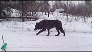 Stunning rare black wolf in northern Minnesota